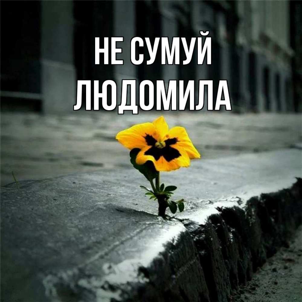 Открытка на каждый день з підписом, Людомила Не сумуй не сдавайся Прикольна листівка з побажанням онлайн скачати безкоштовно 