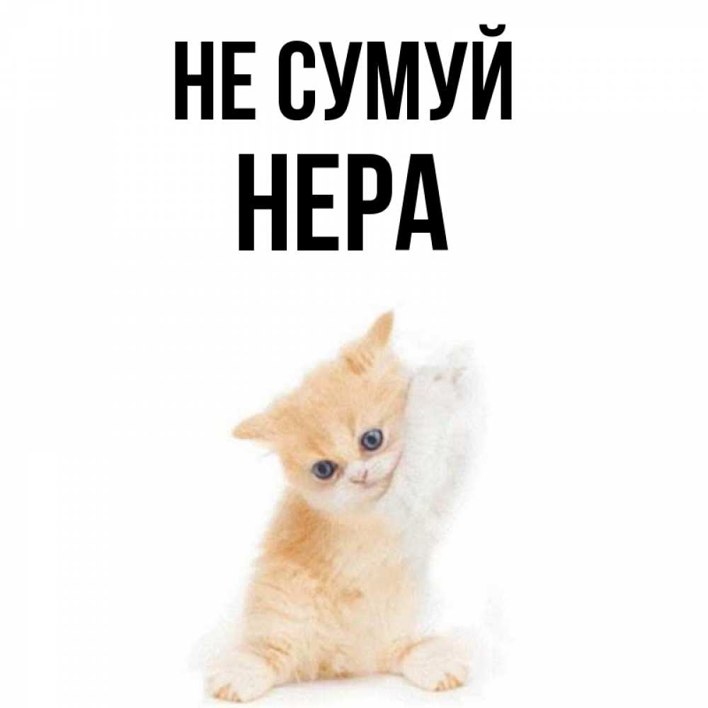 Открытка на каждый день з підписом, Нера Не сумуй просящий кот Прикольна листівка з побажанням онлайн скачати безкоштовно 