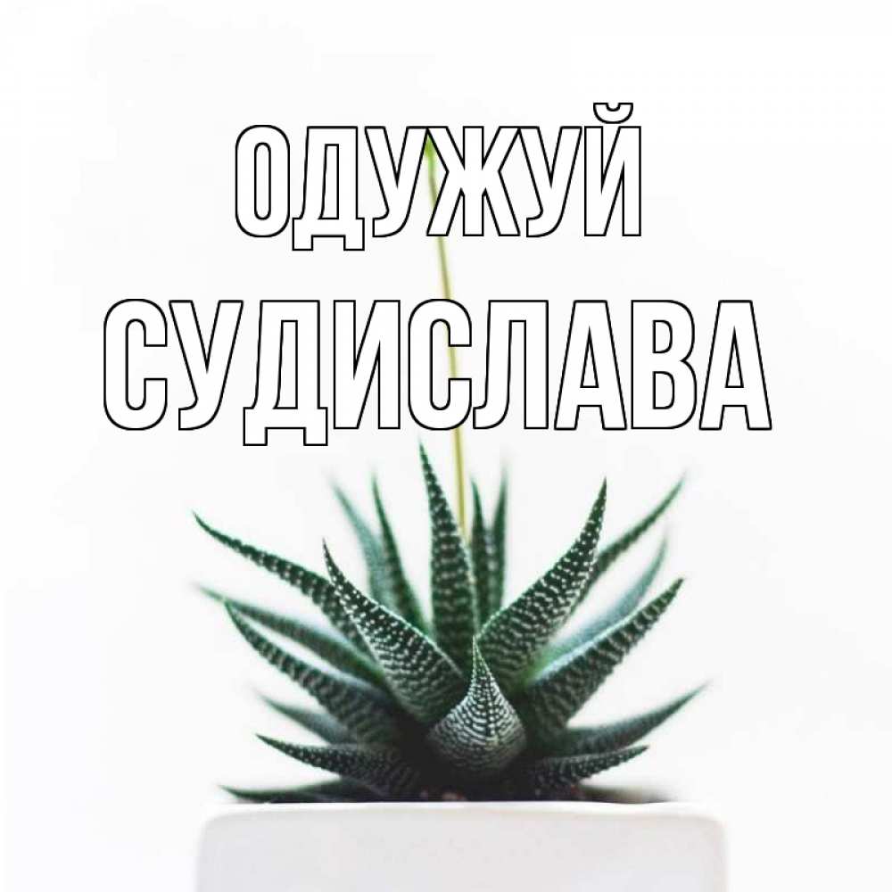 Открытка на каждый день з підписом, Судислава Одужуй короче это непонятная колючка Прикольна листівка з побажанням онлайн скачати безкоштовно 