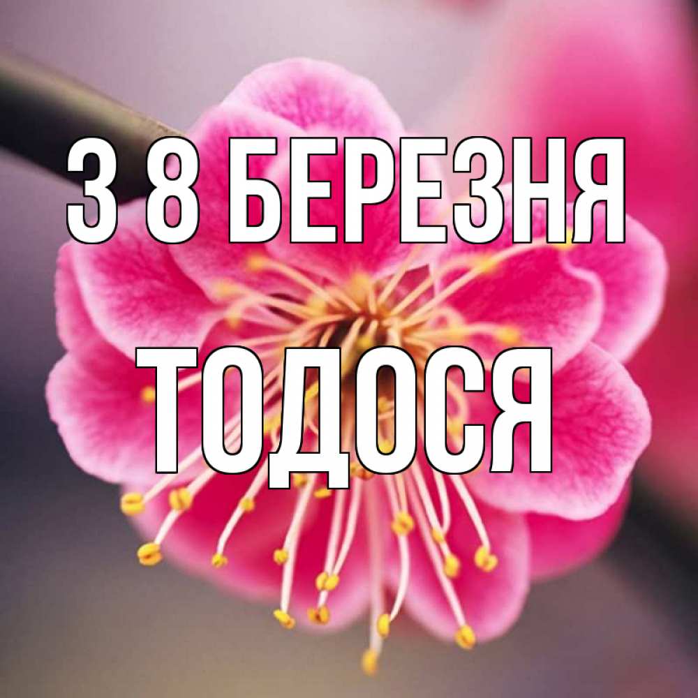 Открытка на каждый день з підписом, Тодося З 8 БЕРЕЗНЯ цветы Прикольна листівка з побажанням онлайн скачати безкоштовно 