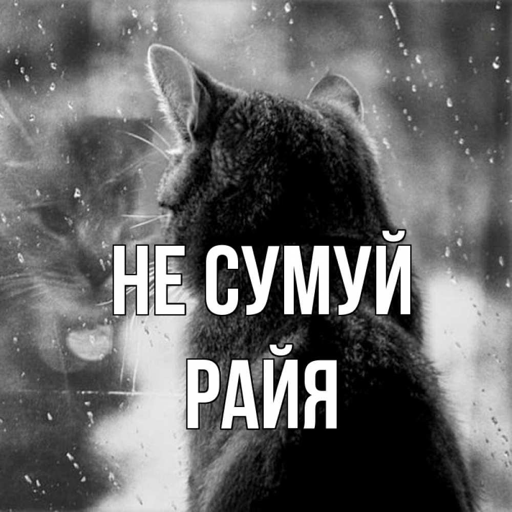 Открытка на каждый день з підписом, Райя Не сумуй отражение кота 1 Прикольна листівка з побажанням онлайн скачати безкоштовно 