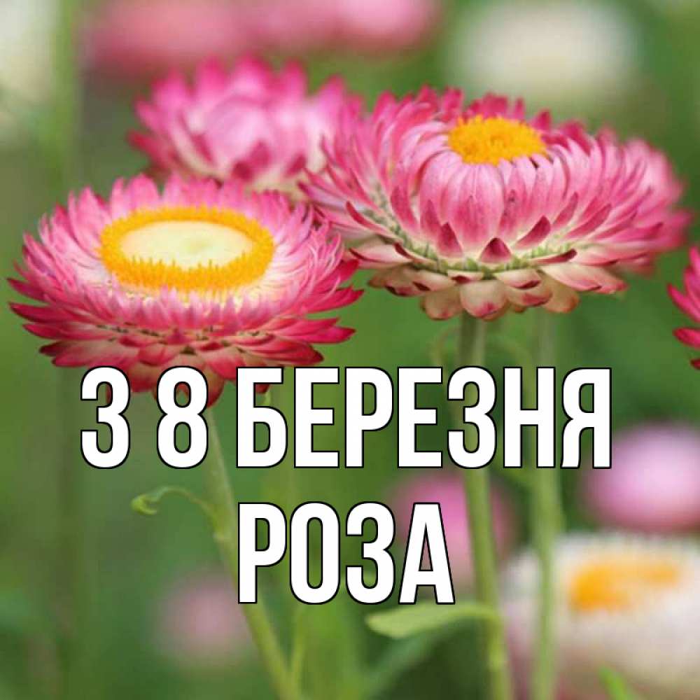 Открытка на каждый день з підписом, Роза З 8 БЕРЕЗНЯ подарок на международный женский день Прикольна листівка з побажанням онлайн скачати безкоштовно 