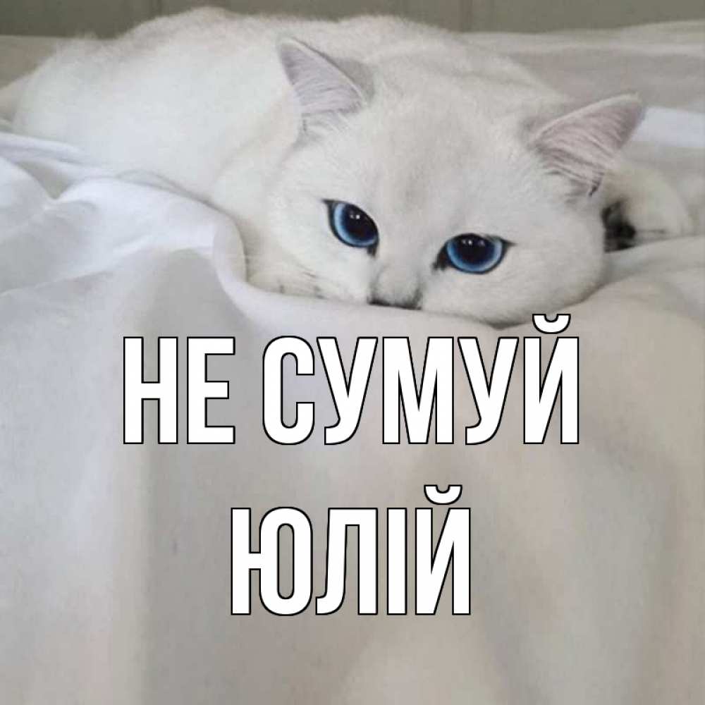 Открытка на каждый день з підписом, Юлій Не сумуй белый кот с голубыми глазами на белоснежной кровати Прикольна листівка з побажанням онлайн скачати безкоштовно 
