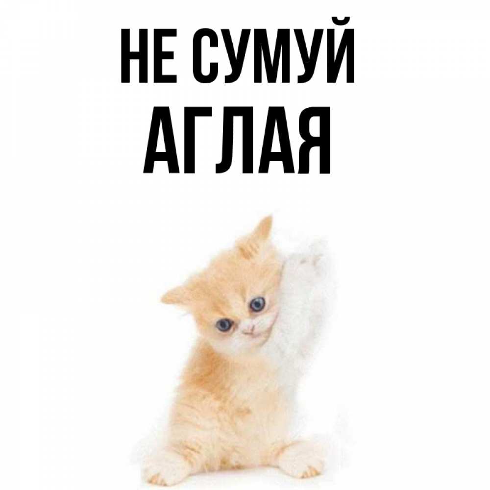 Открытка на каждый день з підписом, Аглая Не сумуй просящий кот Прикольна листівка з побажанням онлайн скачати безкоштовно 