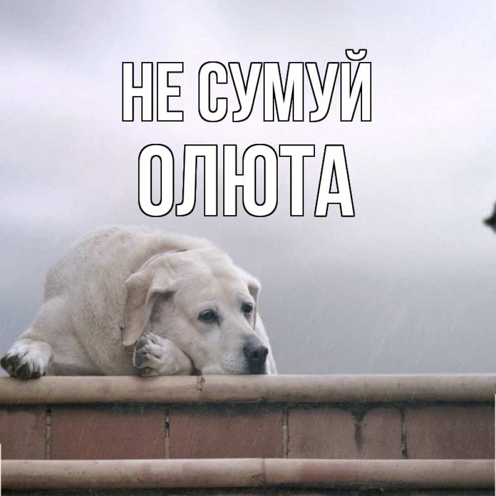 Открытка на каждый день з підписом, Олюта Не сумуй белый пес 1 Прикольна листівка з побажанням онлайн скачати безкоштовно 