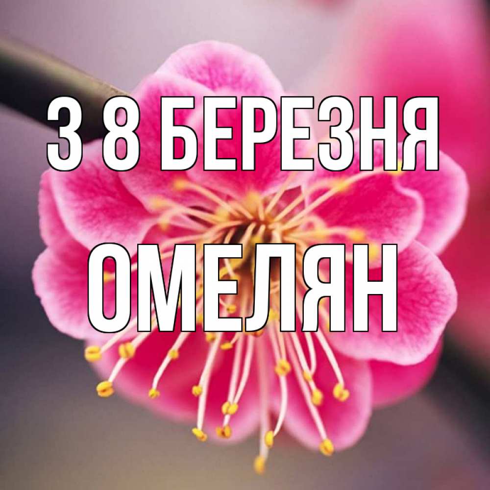 Открытка на каждый день з підписом, Омелян З 8 БЕРЕЗНЯ цветы Прикольна листівка з побажанням онлайн скачати безкоштовно 