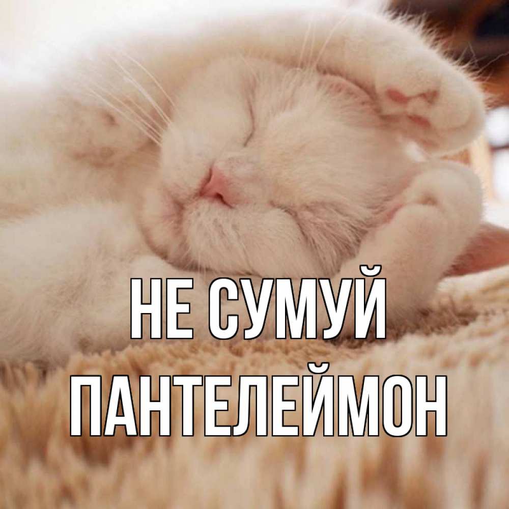 Открытка на каждый день з підписом, Пантелеймон Не сумуй белый кот Прикольна листівка з побажанням онлайн скачати безкоштовно 