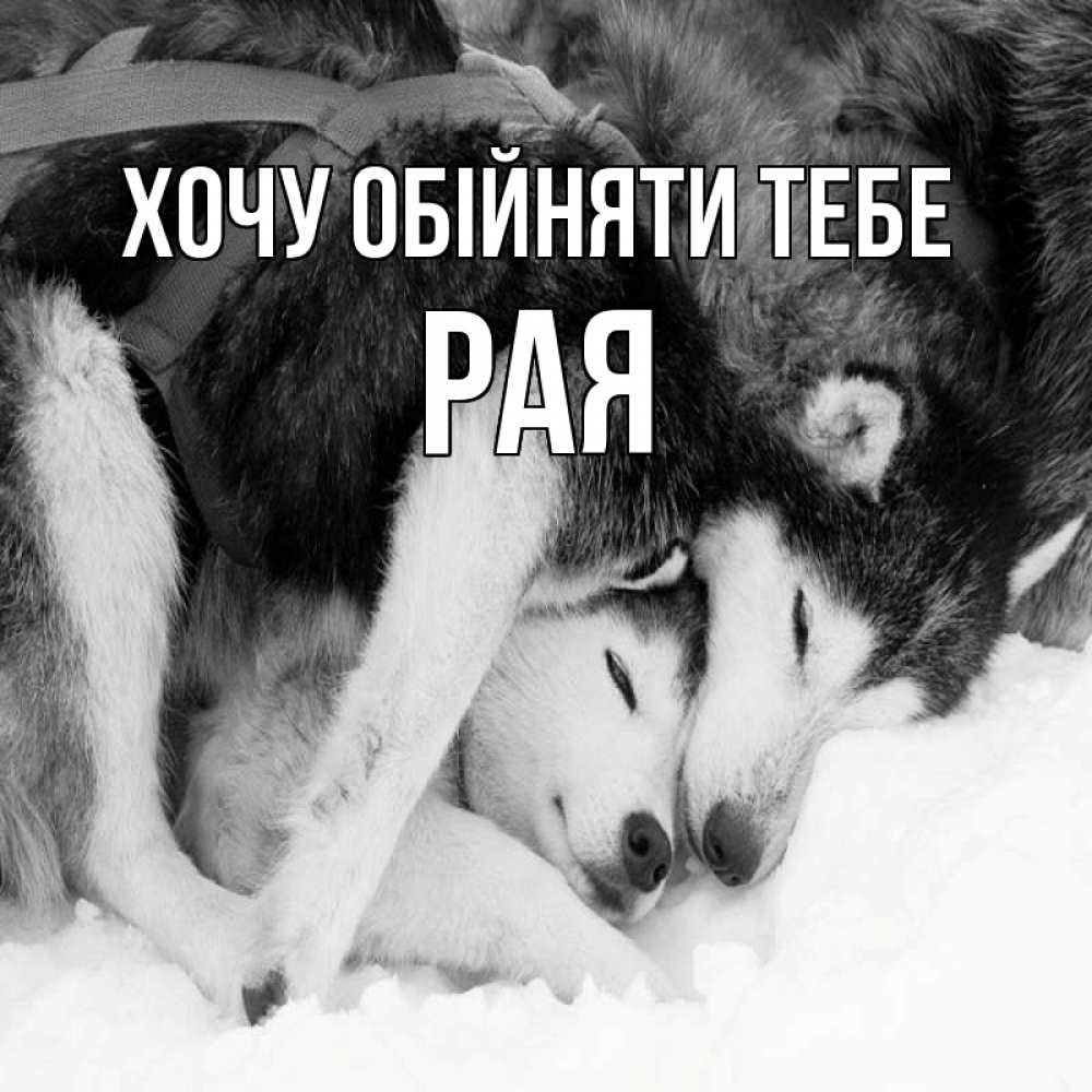Открытка на каждый день з підписом, Рая Хочу обійняти тебе собачки в упряжке Прикольна листівка з побажанням онлайн скачати безкоштовно 