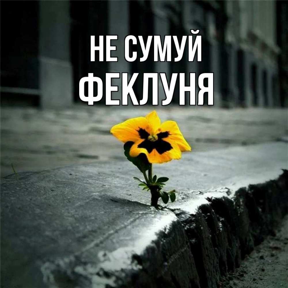 Открытка на каждый день з підписом, Феклуня Не сумуй не сдавайся Прикольна листівка з побажанням онлайн скачати безкоштовно 