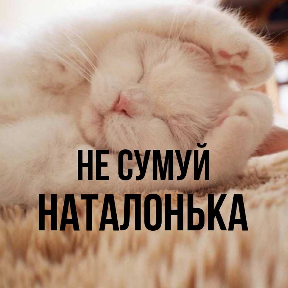 Открытка на каждый день з підписом, Наталонька Не сумуй Котенок спит Прикольна листівка з побажанням онлайн скачати безкоштовно 