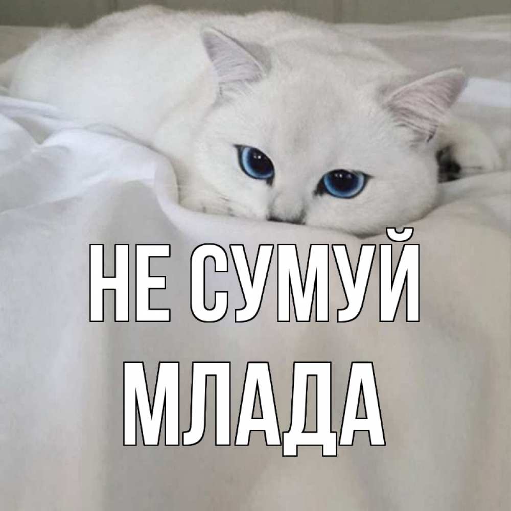 Открытка на каждый день з підписом, Млада Не сумуй белый кот с голубыми глазами на белоснежной кровати Прикольна листівка з побажанням онлайн скачати безкоштовно 