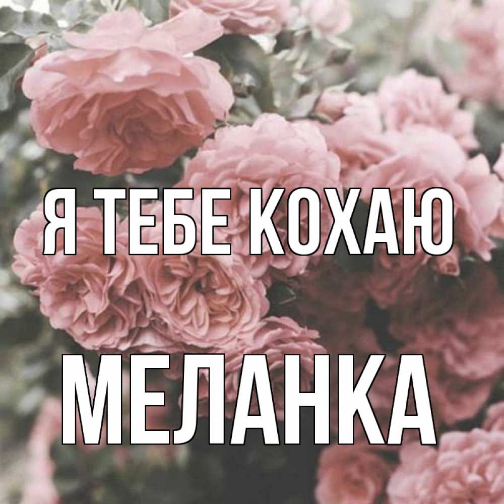 Открытка на каждый день з підписом, Меланка Я тебе кохаю розы 3 Прикольна листівка з побажанням онлайн скачати безкоштовно 