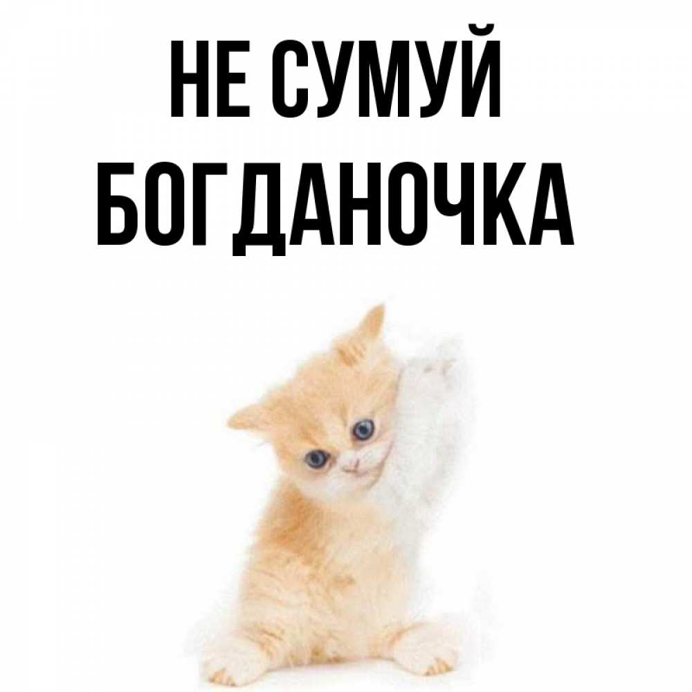 Открытка на каждый день з підписом, Богданочка Не сумуй просящий кот Прикольна листівка з побажанням онлайн скачати безкоштовно 