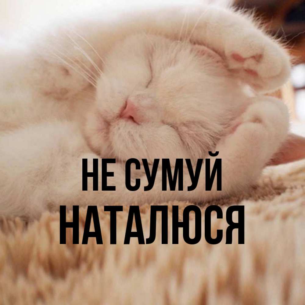 Открытка на каждый день з підписом, Наталюся Не сумуй Котенок спит Прикольна листівка з побажанням онлайн скачати безкоштовно 
