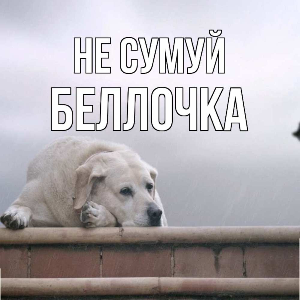 Открытка на каждый день з підписом, Беллочка Не сумуй белый пес 1 Прикольна листівка з побажанням онлайн скачати безкоштовно 