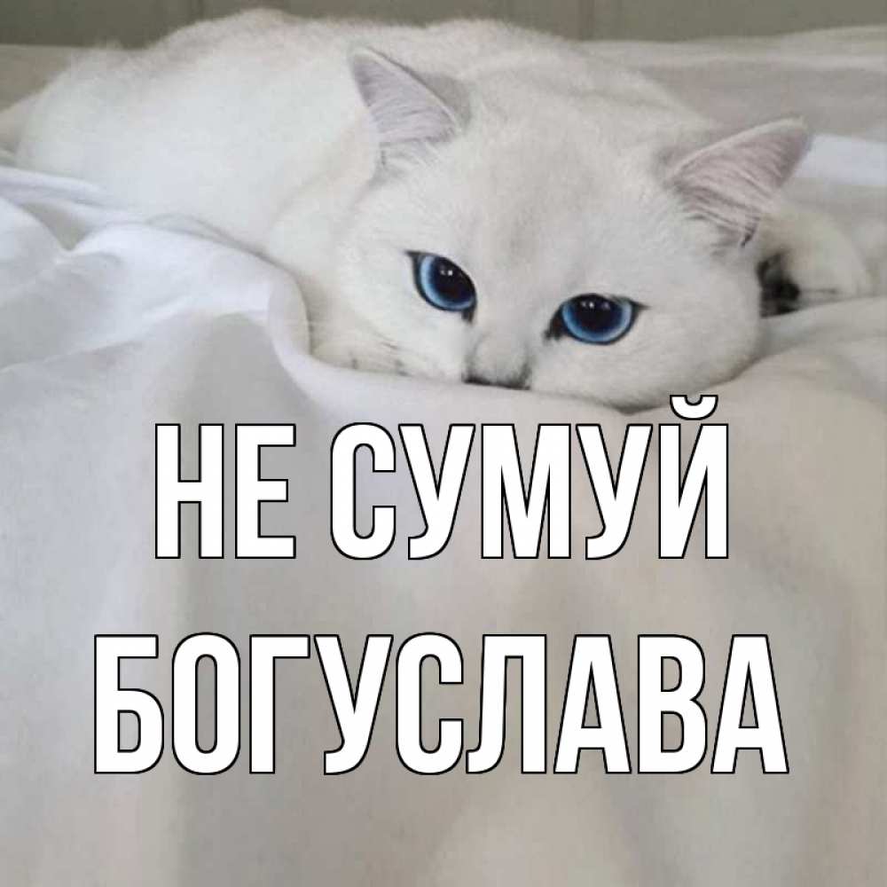 Открытка на каждый день з підписом, Богуслава Не сумуй белый кот с голубыми глазами на белоснежной кровати Прикольна листівка з побажанням онлайн скачати безкоштовно 