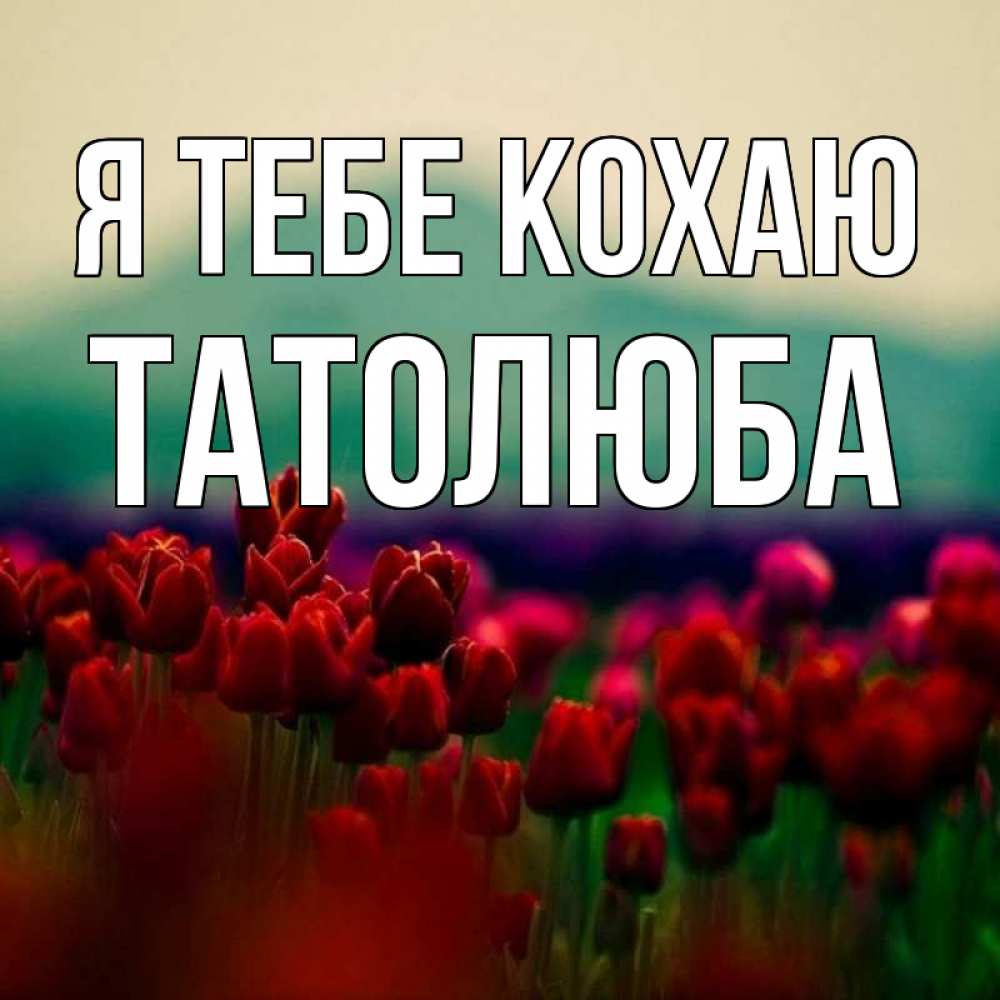 Открытка на каждый день з підписом, Татолюба Я тебе кохаю тюльпаны 4 Прикольна листівка з побажанням онлайн скачати безкоштовно 