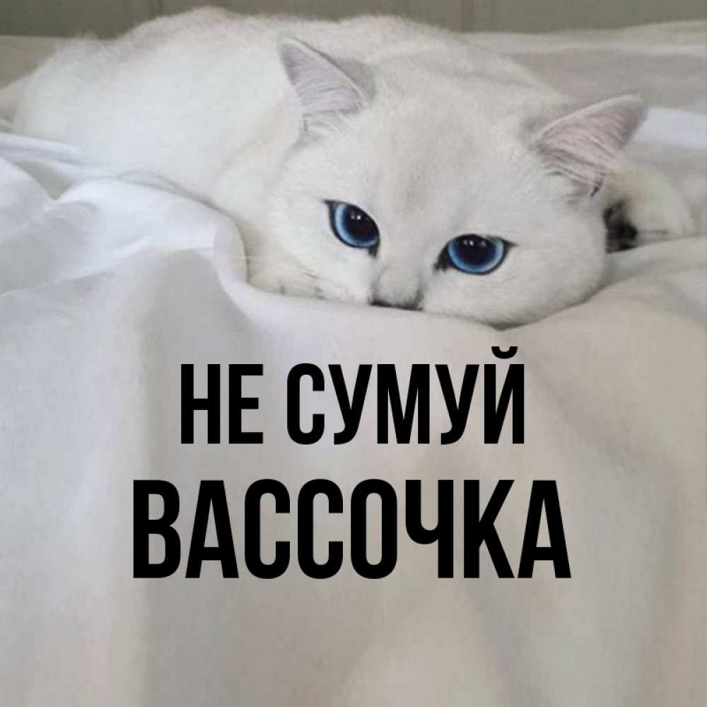 Открытка на каждый день з підписом, Вассочка Не сумуй Голубоглазая кошка Прикольна листівка з побажанням онлайн скачати безкоштовно 