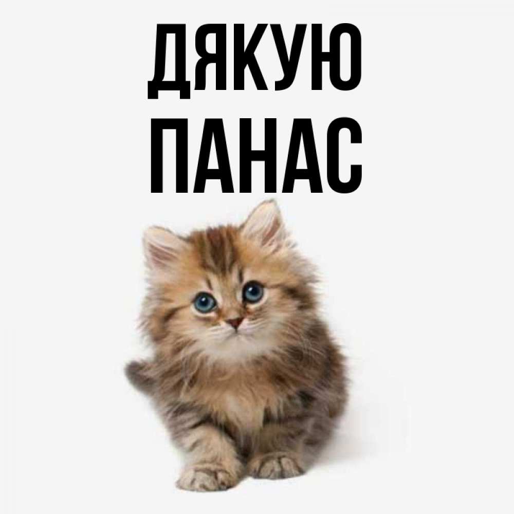 Открытка на каждый день з підписом, Панас Дякую пушистый котик Прикольна листівка з побажанням онлайн скачати безкоштовно 