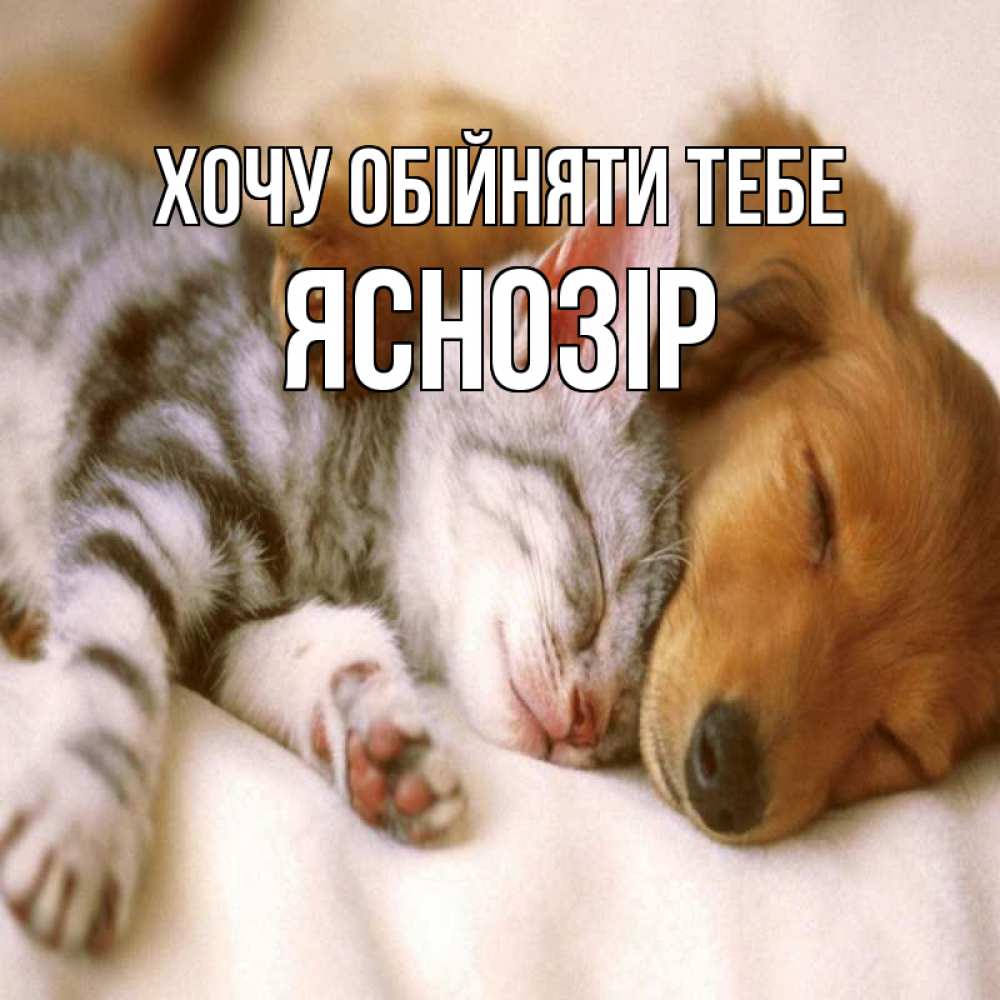 Открытка на каждый день з підписом, Яснозір Хочу обійняти тебе пес и котенок Прикольна листівка з побажанням онлайн скачати безкоштовно 