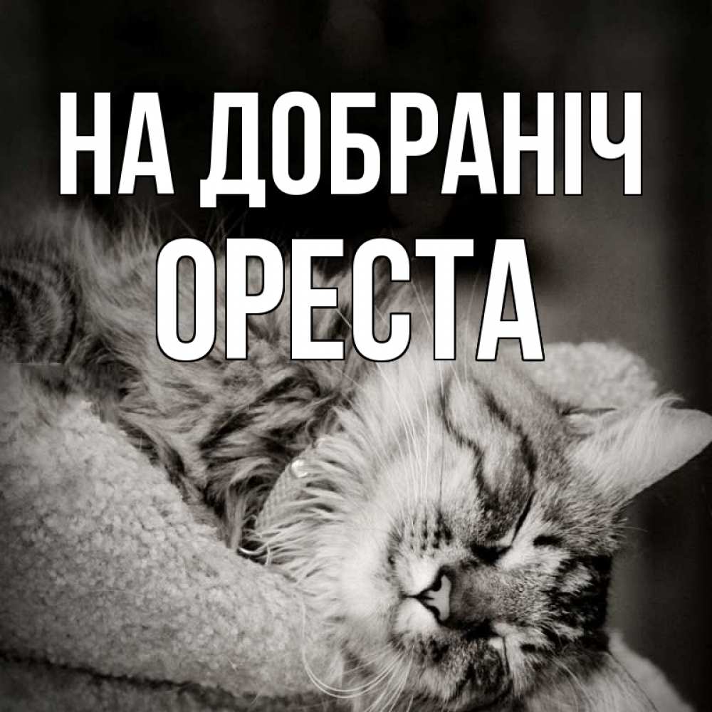 Открытка на каждый день з підписом, Ореста На добраніч котярик пушистый Прикольна листівка з побажанням онлайн скачати безкоштовно 