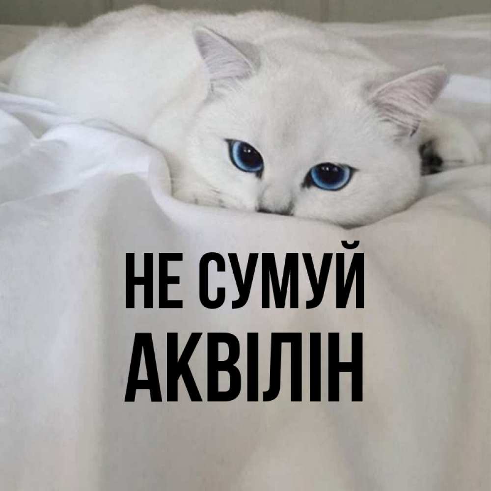 Открытка на каждый день з підписом, Аквілін Не сумуй Голубоглазая кошка Прикольна листівка з побажанням онлайн скачати безкоштовно 