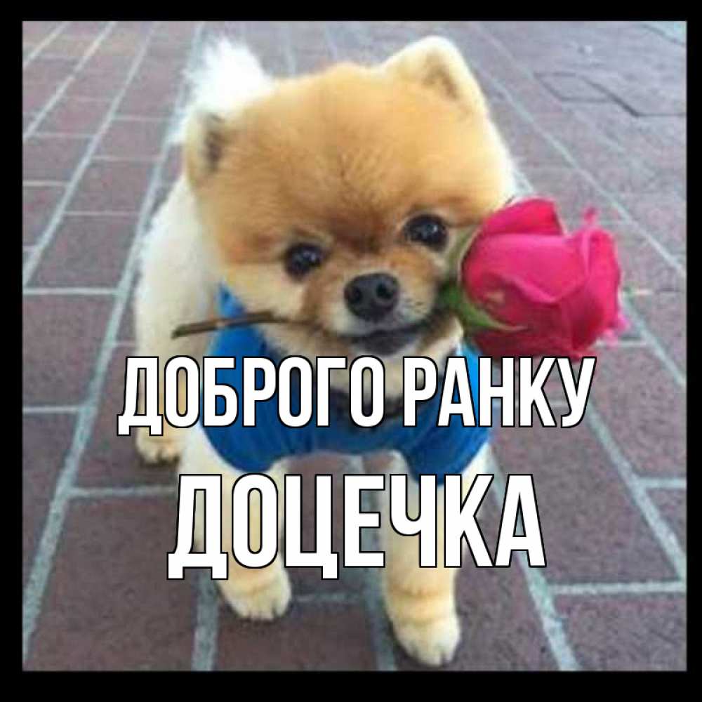 Открытка на каждый день з підписом, Доцечка Доброго ранку роза в зубах Прикольна листівка з побажанням онлайн скачати безкоштовно 