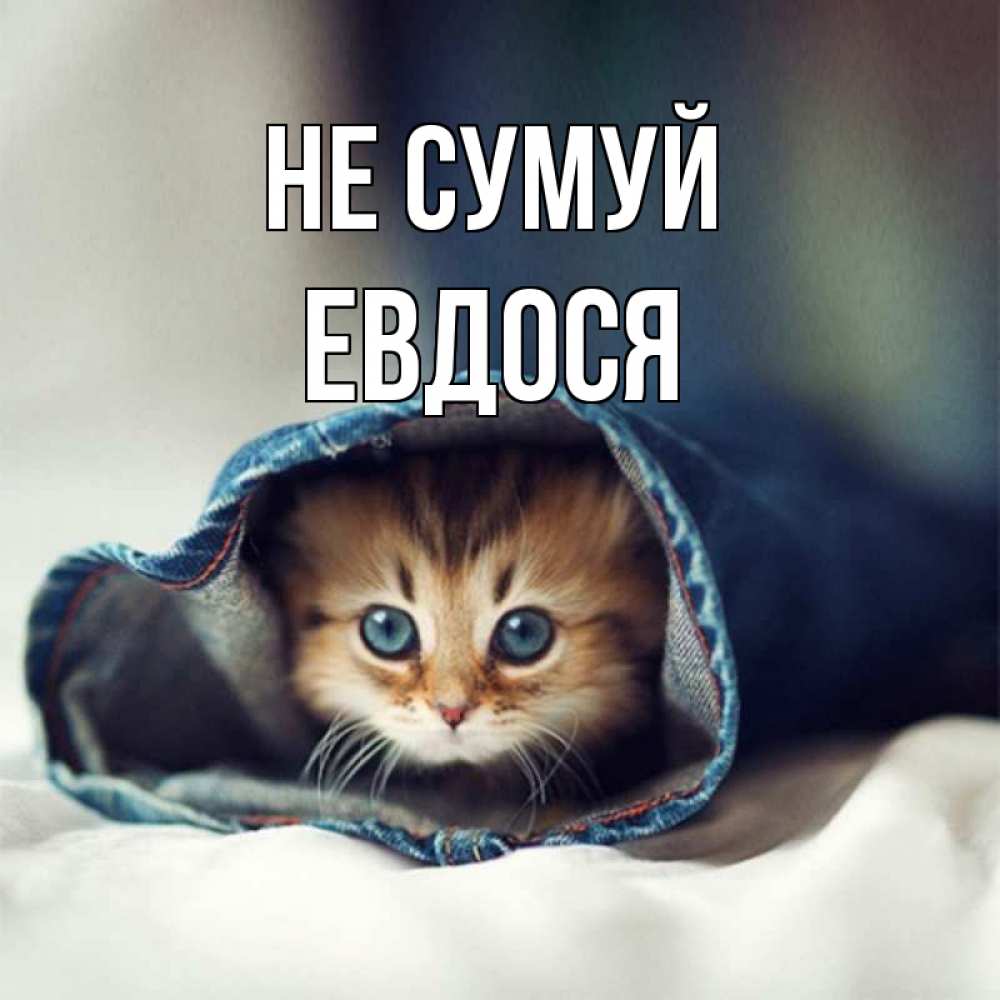Открытка на каждый день з підписом, Евдося Не сумуй кот в одежде Прикольна листівка з побажанням онлайн скачати безкоштовно 