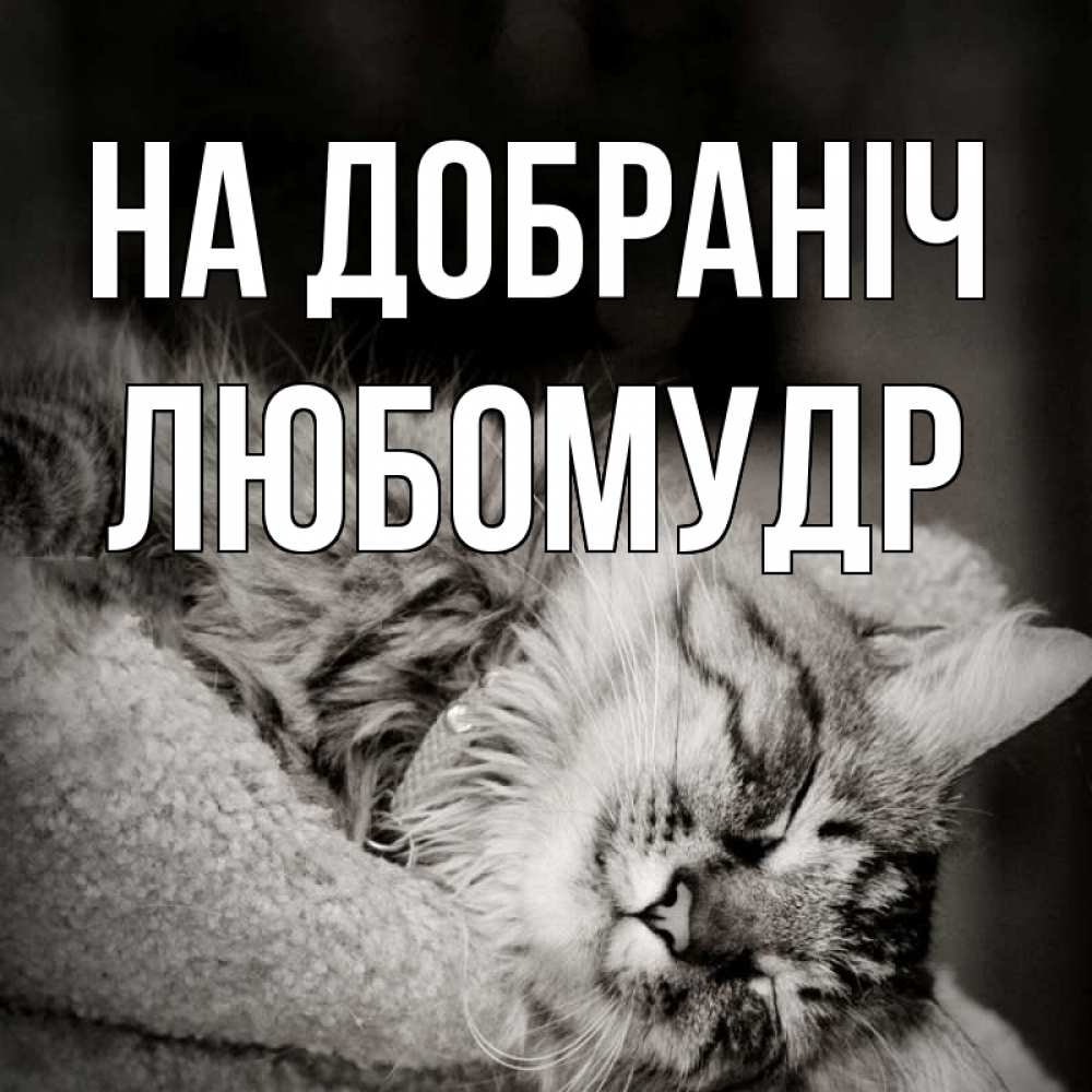 Открытка на каждый день з підписом, Любомудр На добраніч котярик пушистый Прикольна листівка з побажанням онлайн скачати безкоштовно 