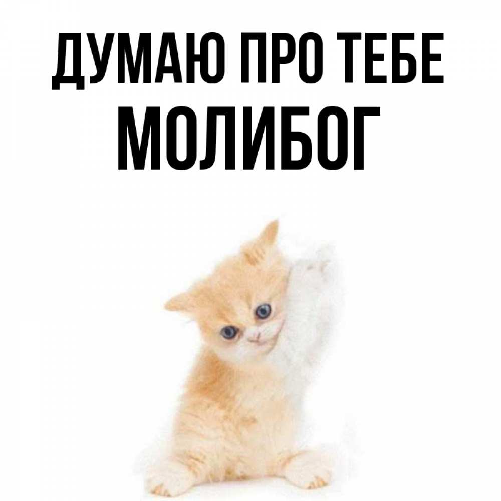 Открытка на каждый день з підписом, Молибог Думаю про тебе зверушки и милота Прикольна листівка з побажанням онлайн скачати безкоштовно 