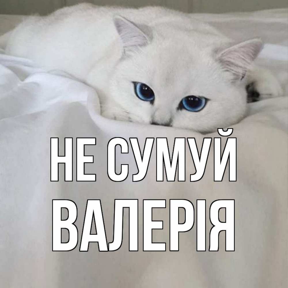 Открытка на каждый день з підписом, Валерія Не сумуй белый кот с голубыми глазами на белоснежной кровати Прикольна листівка з побажанням онлайн скачати безкоштовно 