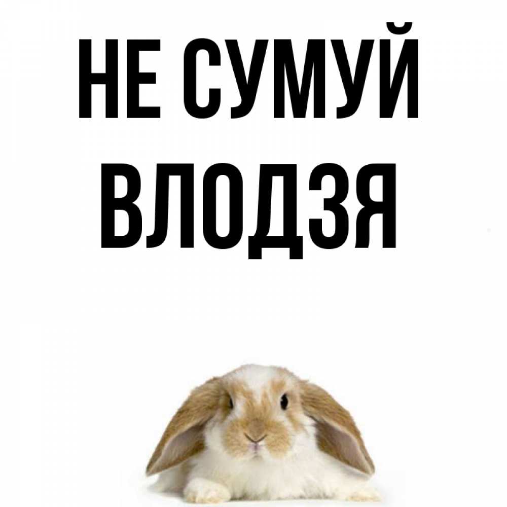Открытка на каждый день з підписом, Влодзя Не сумуй коричнево белый заяц с большими ушками Прикольна листівка з побажанням онлайн скачати безкоштовно 