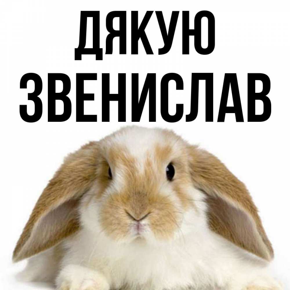 Открытка на каждый день з підписом, Звенислав Дякую коричнево белый заяц Прикольна листівка з побажанням онлайн скачати безкоштовно 