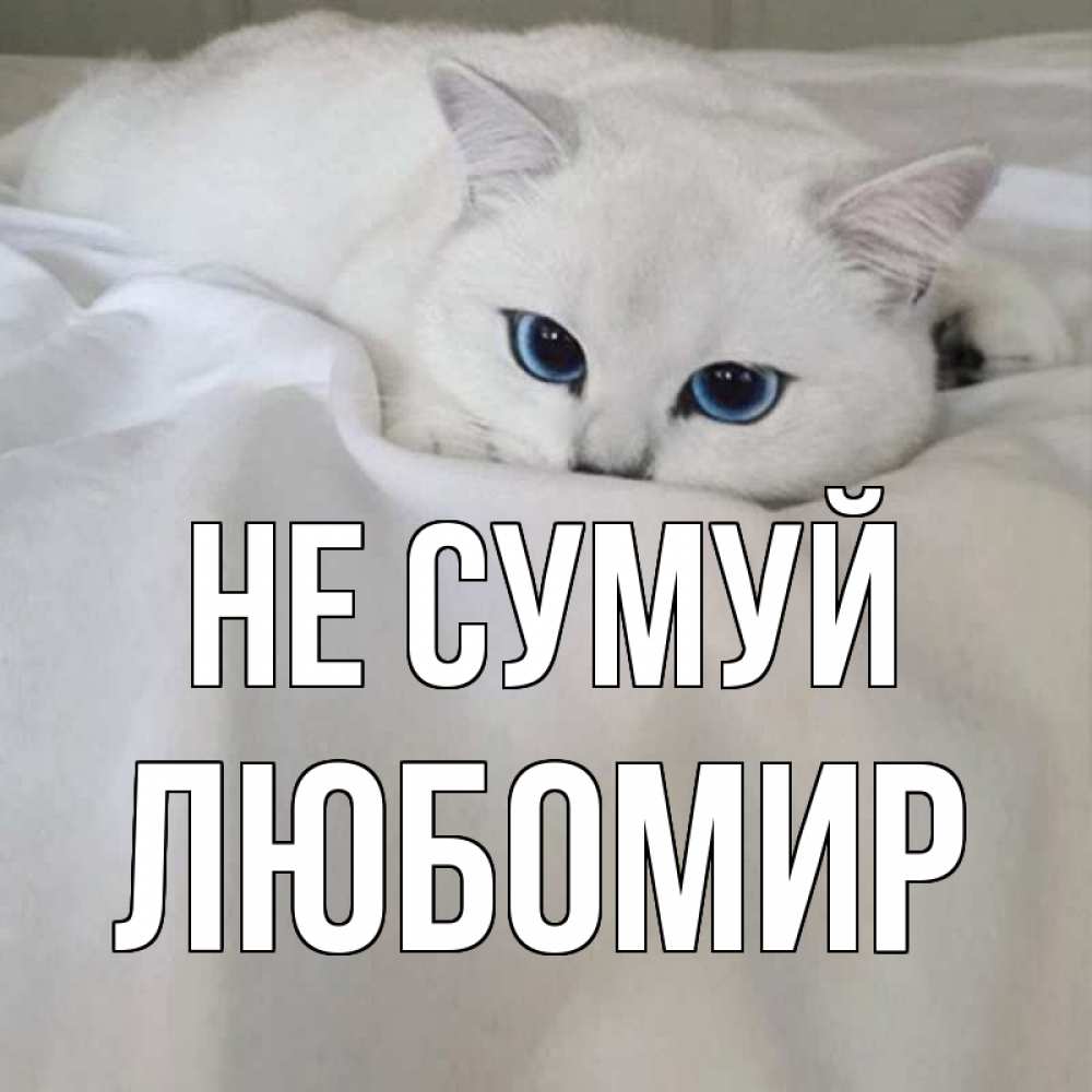 Открытка на каждый день з підписом, Любомир Не сумуй белый кот с голубыми глазами на белоснежной кровати Прикольна листівка з побажанням онлайн скачати безкоштовно 