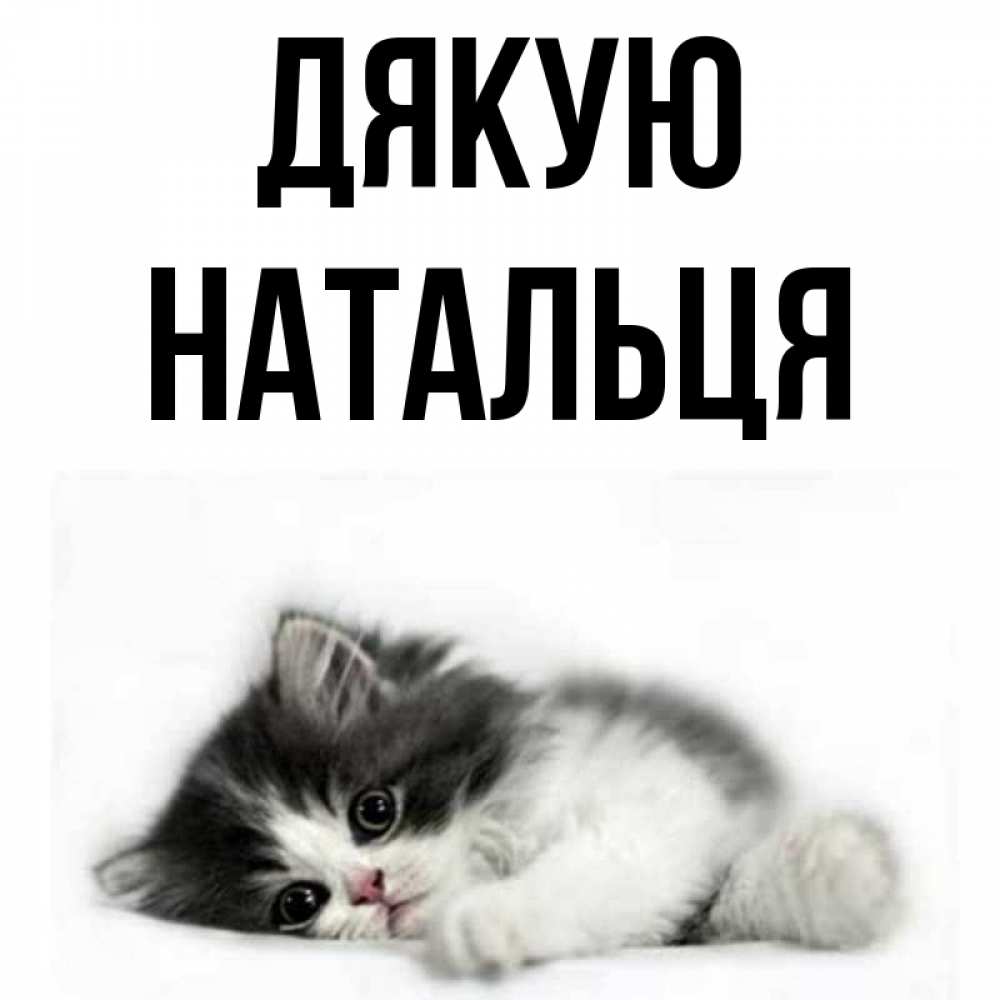 Открытка на каждый день з підписом, Натальця Дякую черный и белый кот Прикольна листівка з побажанням онлайн скачати безкоштовно 