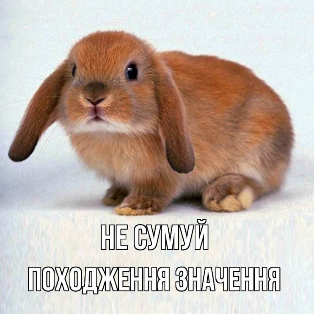 Открытка на каждый день з підписом, Походження,-значення Не сумуй рыжий зая Прикольна листівка з побажанням онлайн скачати безкоштовно 