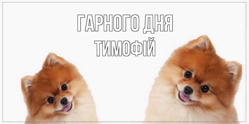 Открытка на каждый день з підписом, Тимофій Гарного дня собачки желают прекрасного дня Прикольна листівка з побажанням онлайн скачати безкоштовно 