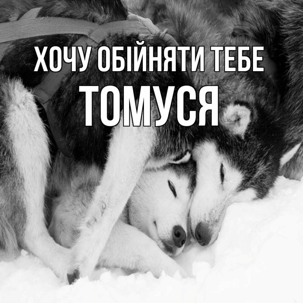 Открытка на каждый день з підписом, Томуся Хочу обійняти тебе собачки в упряжке Прикольна листівка з побажанням онлайн скачати безкоштовно 