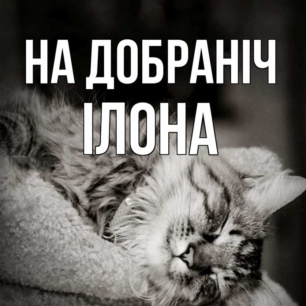Открытка на каждый день з підписом, Ілона На добраніч котярик пушистый Прикольна листівка з побажанням онлайн скачати безкоштовно 