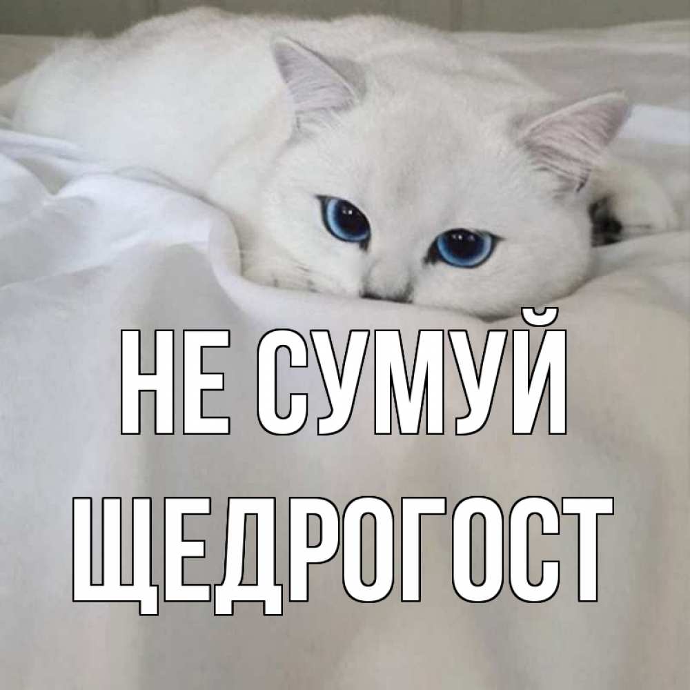 Открытка на каждый день з підписом, Щедрогост Не сумуй белый кот с голубыми глазами на белоснежной кровати Прикольна листівка з побажанням онлайн скачати безкоштовно 