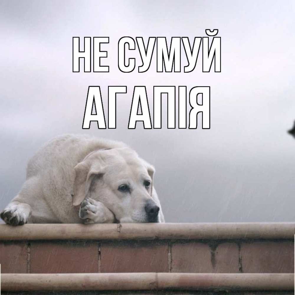 Открытка на каждый день з підписом, Агапія Не сумуй белый пес 1 Прикольна листівка з побажанням онлайн скачати безкоштовно 
