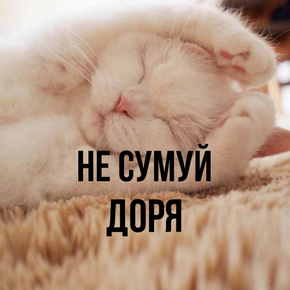 Открытка на каждый день з підписом, Доря Не сумуй Котенок спит Прикольна листівка з побажанням онлайн скачати безкоштовно 