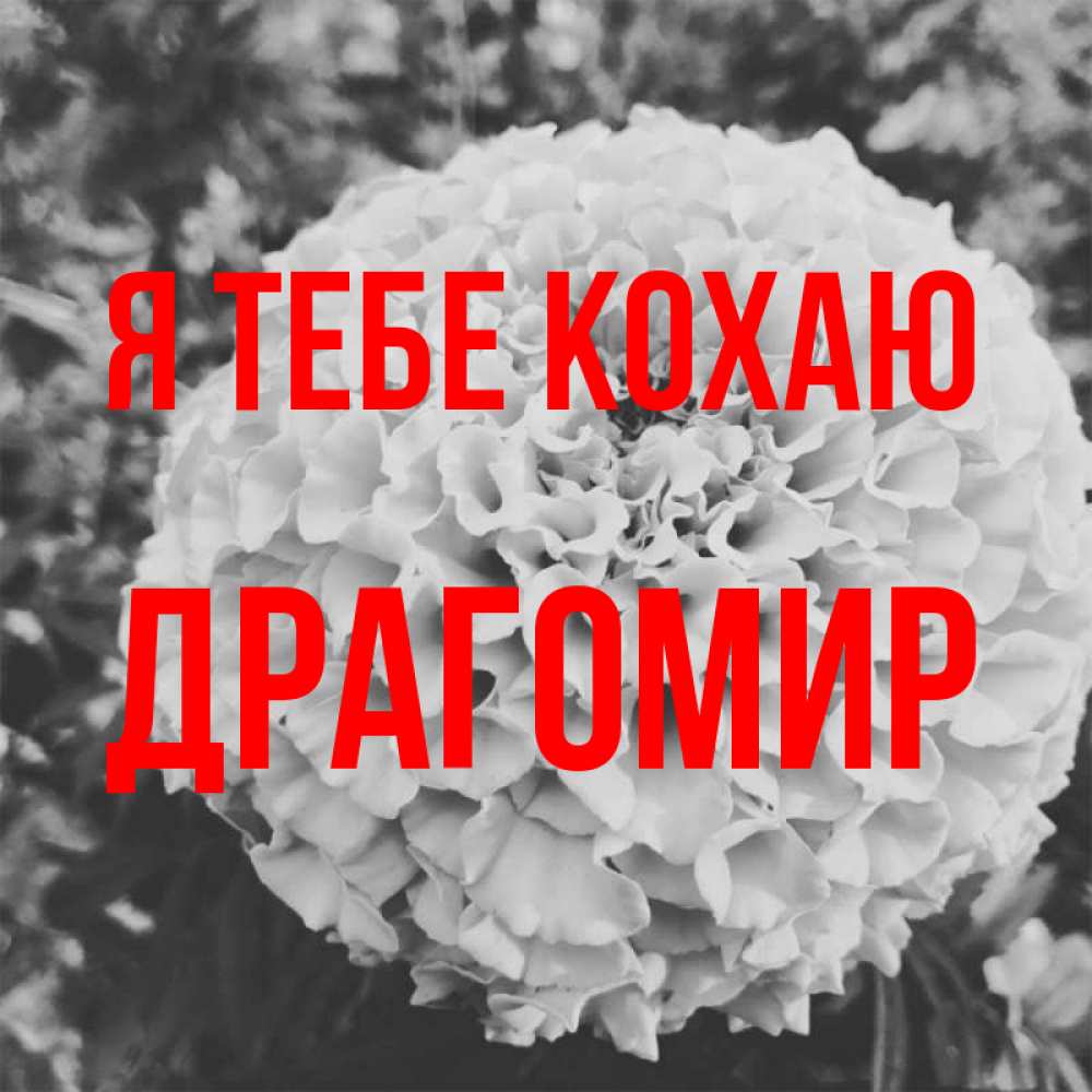 Открытка на каждый день з підписом, Драгомир Я тебе кохаю подпись Прикольна листівка з побажанням онлайн скачати безкоштовно 