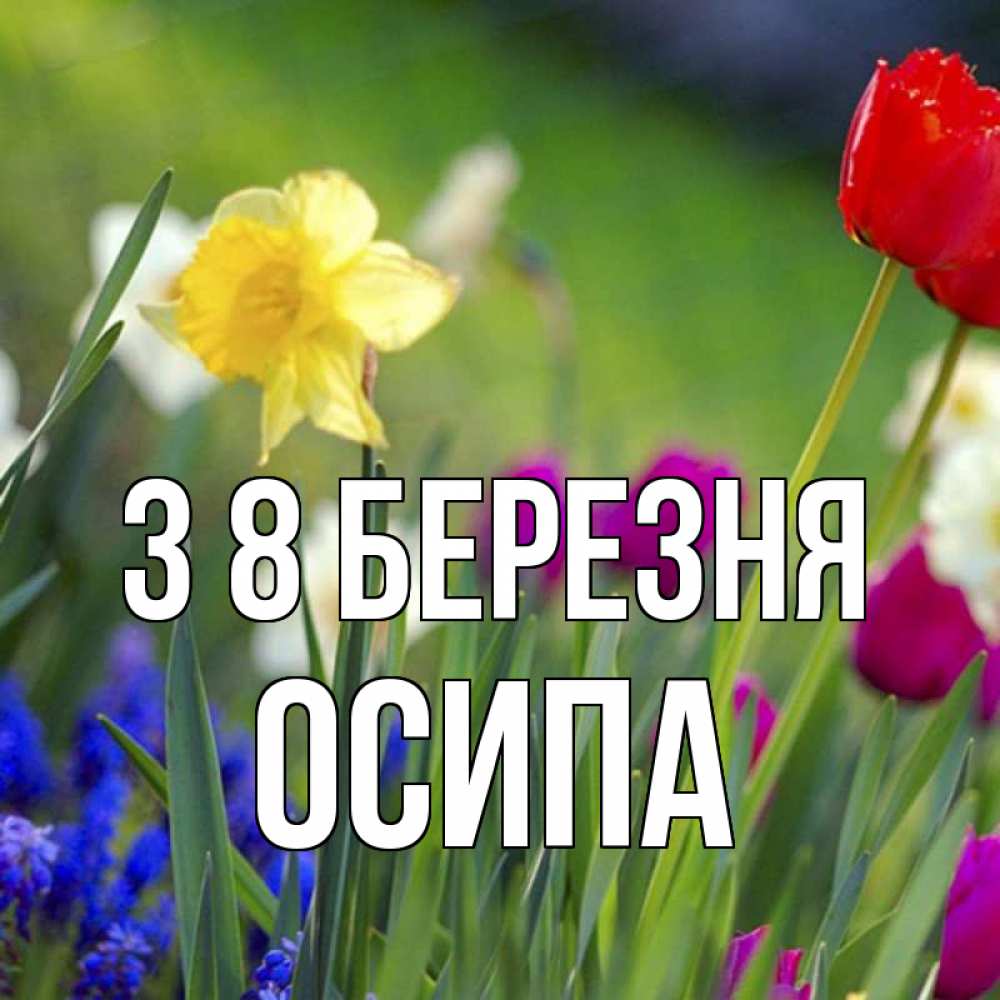 Открытка на каждый день з підписом, Осипа З 8 БЕРЕЗНЯ международный женский день 3 Прикольна листівка з побажанням онлайн скачати безкоштовно 