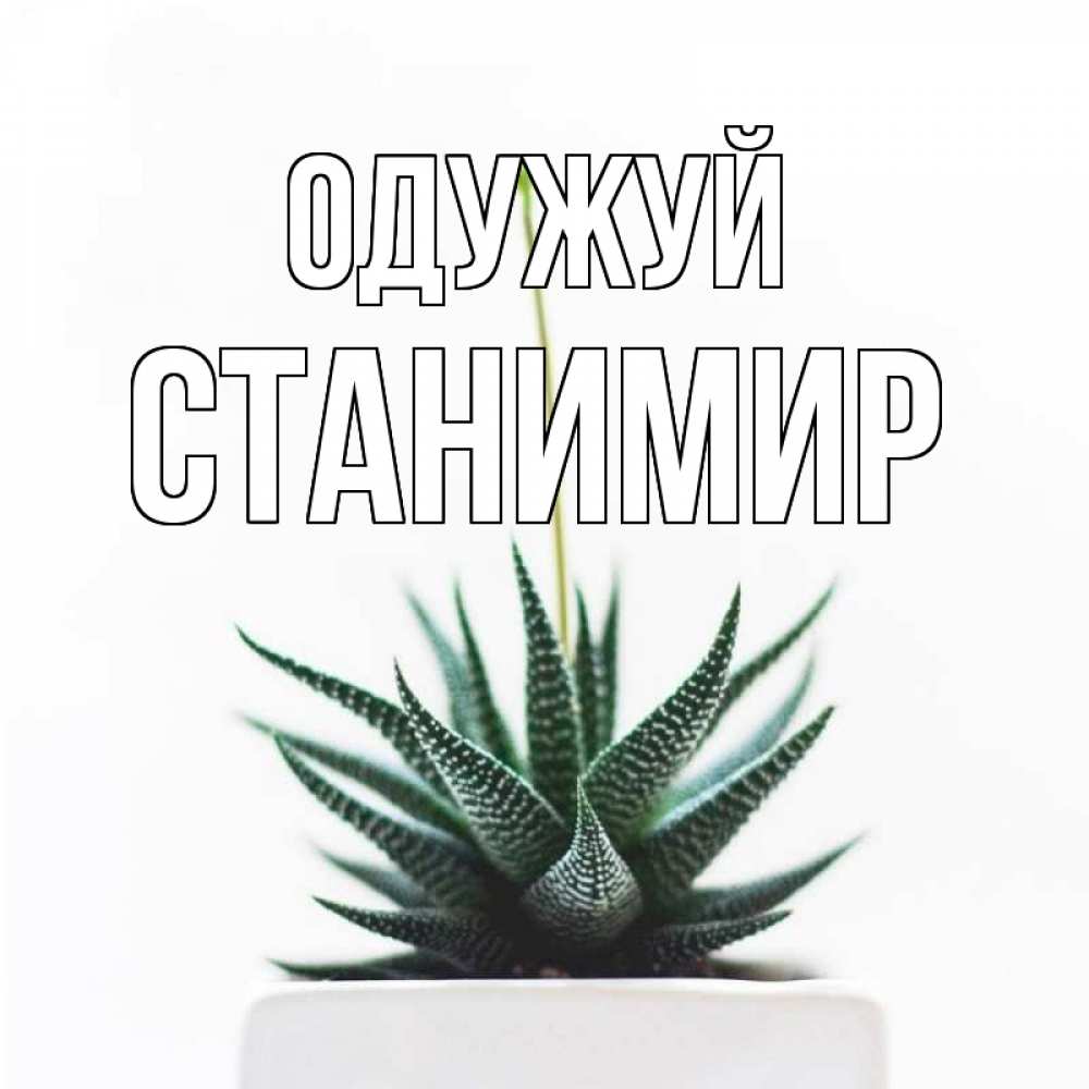 Открытка на каждый день з підписом, Станимир Одужуй короче это непонятная колючка Прикольна листівка з побажанням онлайн скачати безкоштовно 