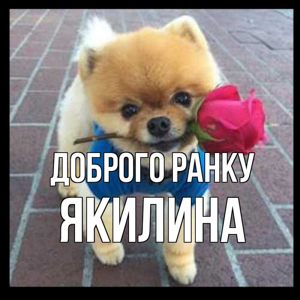 Открытка на каждый день з підписом, Якилина Доброго ранку роза в зубах Прикольна листівка з побажанням онлайн скачати безкоштовно 