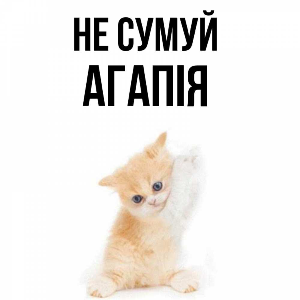 Открытка на каждый день з підписом, Агапія Не сумуй просящий кот Прикольна листівка з побажанням онлайн скачати безкоштовно 