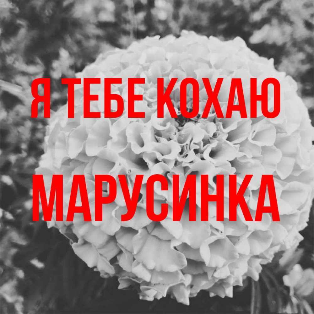 Открытка на каждый день з підписом, Марусинка Я тебе кохаю подпись Прикольна листівка з побажанням онлайн скачати безкоштовно 