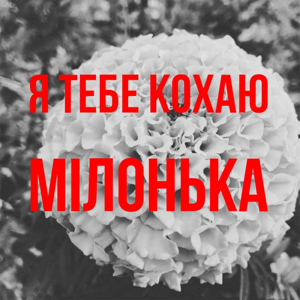 Открытка на каждый день з підписом, Мілонька Я тебе кохаю подпись Прикольна листівка з побажанням онлайн скачати безкоштовно 
