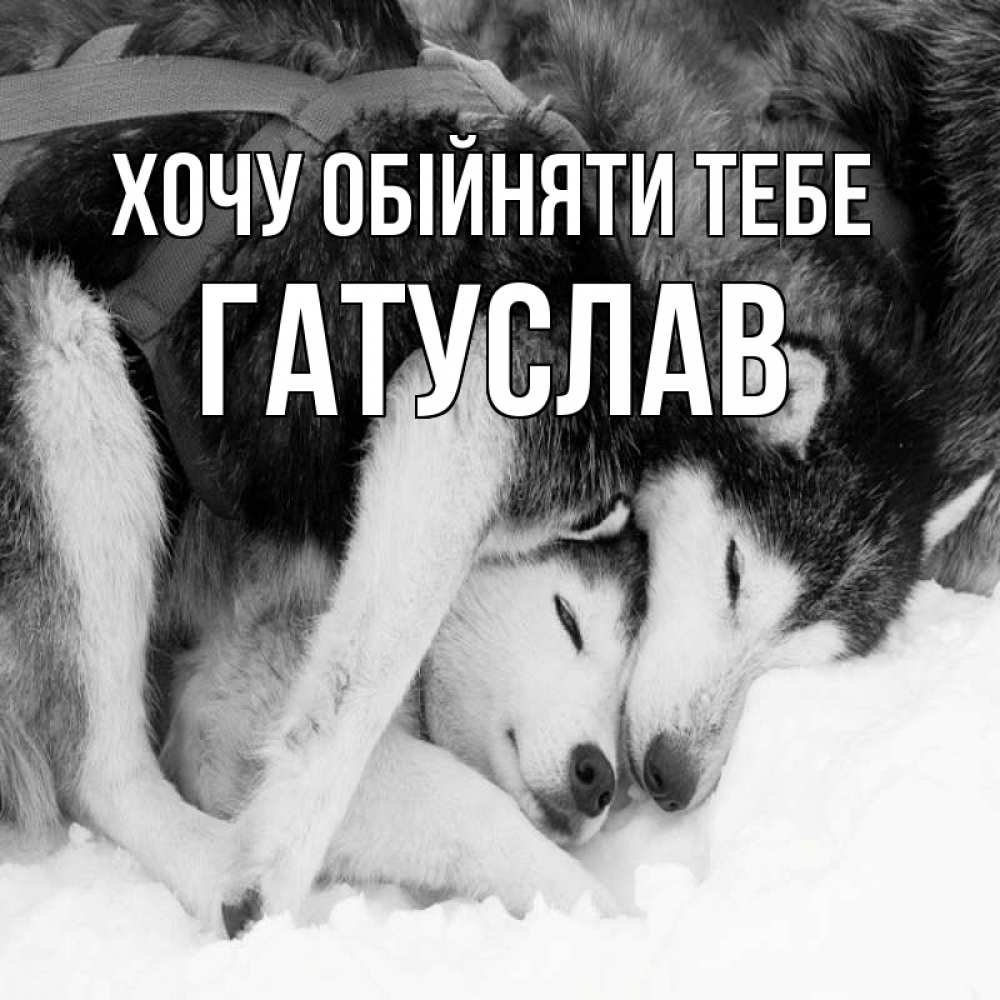 Открытка на каждый день з підписом, Гатуслав Хочу обійняти тебе собачки в упряжке Прикольна листівка з побажанням онлайн скачати безкоштовно 